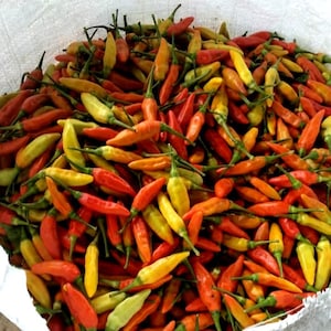 hete chilipeper 100 zaden kleine chilipeper