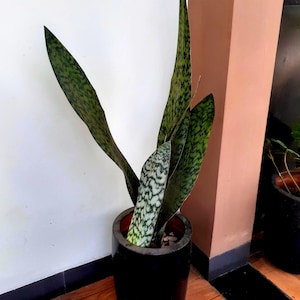 sansevieria beauty queen seeds snake plant golden wendy