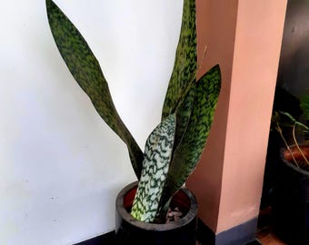 Sansevieria Nilin (#AC2) | Rare Imported Snake plant - Etsy 日本