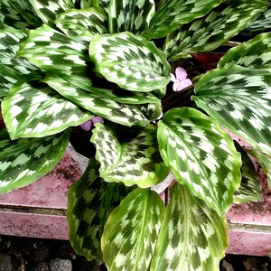Calathea merak - Etsy sterreich