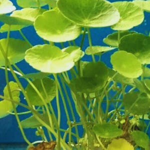 hydrocotyle leucocephala zaden aquariumplanten