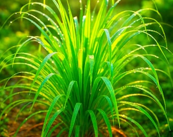 Semi di citronella Citronella Zanzara Non OGM