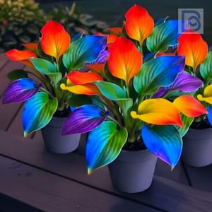 Hosta Regenbogen Pflanze - 2026