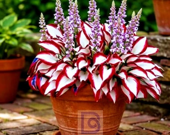 Rare Hosta Seeds - Red & White Perennial Lily, Shade Blooms (100pcs/Pack)