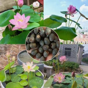 Lotusblume 50 Samen in Wasser nelumbo Nucifera Aquatic Flower