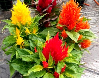 ＜maple_sugar＞Offen pointed-CELOSIA Spun Sugar Celosia Seeds, Celosia Argentea Var Plumosa, CE0550 - Etsy