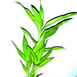 Lucky Bamboo plantenzaad