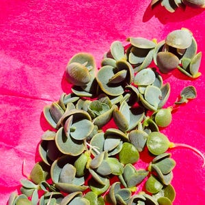 Mother of Thousands babies