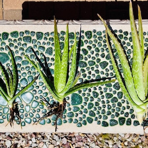 Aloe Vera plants