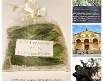 2000+ Years Old † Olive Tree Leaves (33 pcs) from the Gethsemane Garden • Jesus Christ • Israel • Jerusalem • Holy Land
