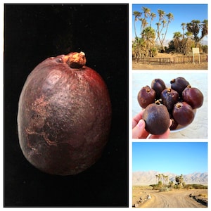 Doum Palm Nuts • Gingerbread Tree Fruits • Biblical Avronah • Israel • Holy Land • Freshly Harvested