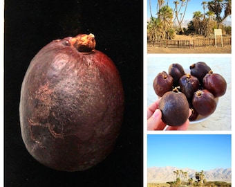 Noci di palma Doum • Frutti dell'albero di pan di zenzero • Avronah biblica • Israele • Terra Santa • Appena raccolti