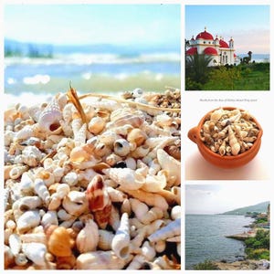 See Genezareth † Muscheln • Tiberias-See • Kinnereth • Jesus Сrist Wunder • Israel • Heiliges Land