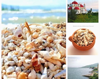 Sea of Galilee † Shells • Lake Tiberias • Kinnereth • Jesus Сrist Miracles • Israel • Holy Land