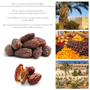 Medjool Dates • Phoenix Dactylifera • Honey Sweet • Jerusalem • Holy Land