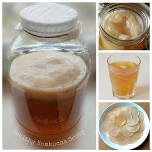 SCOBY de kombucha saudável em tamanho normal com chá inicial forte • Cultura viva fresca para fermentação caseira • Feito em Israel • Terra Santa