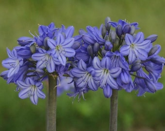 Más de 30 semillas premium de agapanto – Lirio del Nilo resistente / Flores exóticas para jardín / Envío gratis
