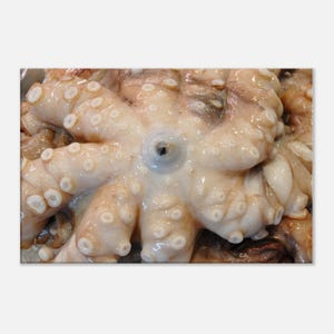 Octopus Art Photography Canvas Wall Hanging for Kitchen Office Wall Decor
