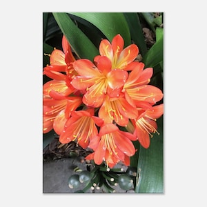 Orange and Yellow Stamen Flower Photography Canvas  Wall Hanging for Kitchen Home Office Wall Decor