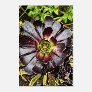 Lila Blumen Fotografie Leinwand Wandbehang für Küche Home Office Wanddekor
