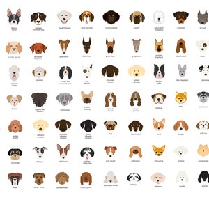 Puede incluir: Una ilustraci&oacute;n colorida de 64 razas de perros diferentes, cada una con una expresi&oacute;n facial &uacute;nica. Los perros est&aacute;n dispuestos en una cuadr&iacute;cula, con sus nombres debajo de cada imagen.