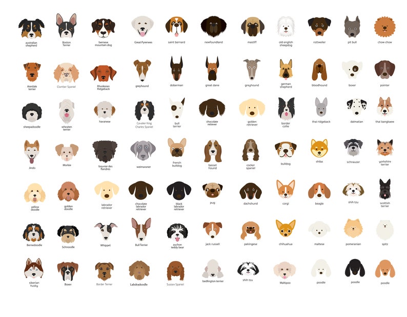 Puede incluir: Una ilustraci&oacute;n colorida de 64 razas de perros diferentes, cada una con una expresi&oacute;n facial &uacute;nica. Los perros est&aacute;n dispuestos en una cuadr&iacute;cula, con sus nombres debajo de cada imagen.