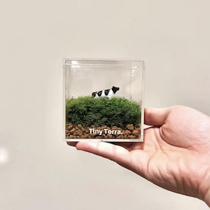 Tiny Terrarium Kit with live moss,Home Office Desk Decor,DIY Craft Indoor Plant, birthday gift,back to school gift halloween gift for her