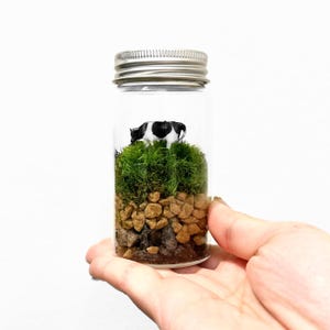 Tiny Terrarium Kit with live moss,Home Office Desk Decor,DIY Craft Indoor Plant, birthday gift,back to school, gift for kid, gift for her