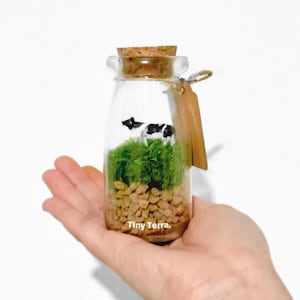 Tiny moss Terrarium Kit low maintenance,Home Office Desk Decor,DIY Craft Indoor Plant, birthday gift,gift for her,back to school for kids
