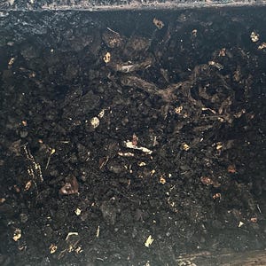Worm casting, plant fertilizer