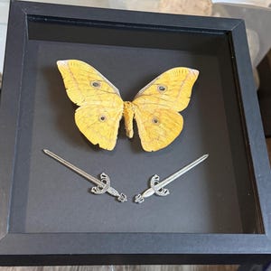 May include: A square black shadow box frame containing a large yellow moth with dark eyespots on its wings. Positioned below the moth are two small silver-colored toy swords with ornate hilts, arranged in a crossed orientation against the black background.