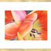 see more listings in the Floralscapes section