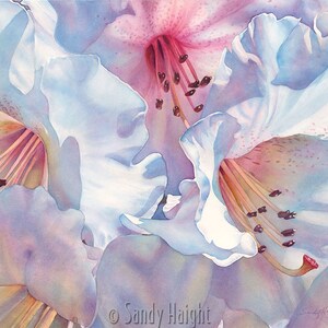 Framed Giclee print of watercolor painting, Rhododendron, flower, floral, botanical, white, pink, wall art, home decor, spring, garden, gift