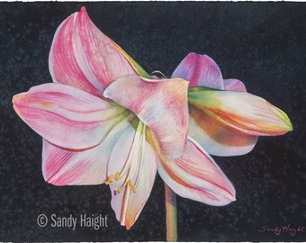 Original framed watercolor painting, Amaryllis, flower, dark background, floral, botanical, holiday, winter bloom. white flower, solstice