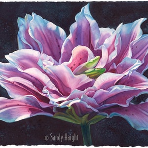 May include: A close-up of a single pink lily flower with white edges on the petals. The flower is in full bloom and has a dark background.