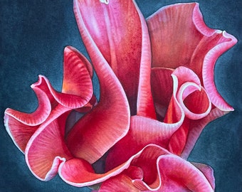 Original watercolor painting, curly tulip, red, dark background, square, flower, floral, lively, garden, botanical, wall art, framed, fun