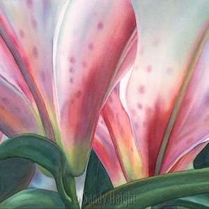 May include: Watercolor painting of a lily flower, showcasing the underside of the petals. The petals are a blend of pink and white with subtle red spots. Green leaves and stems are visible at the bottom. The artist's signature is in the bottom right corner.