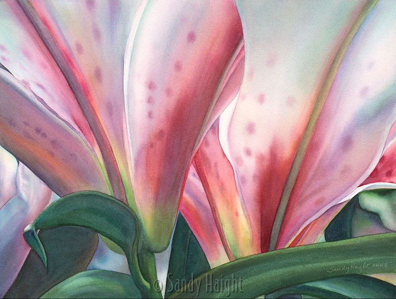 May include: Watercolor painting of a lily flower, showcasing the underside of the petals. The petals are a blend of pink and white with subtle red spots. Green leaves and stems are visible at the bottom. The artist's signature is in the bottom right corner.