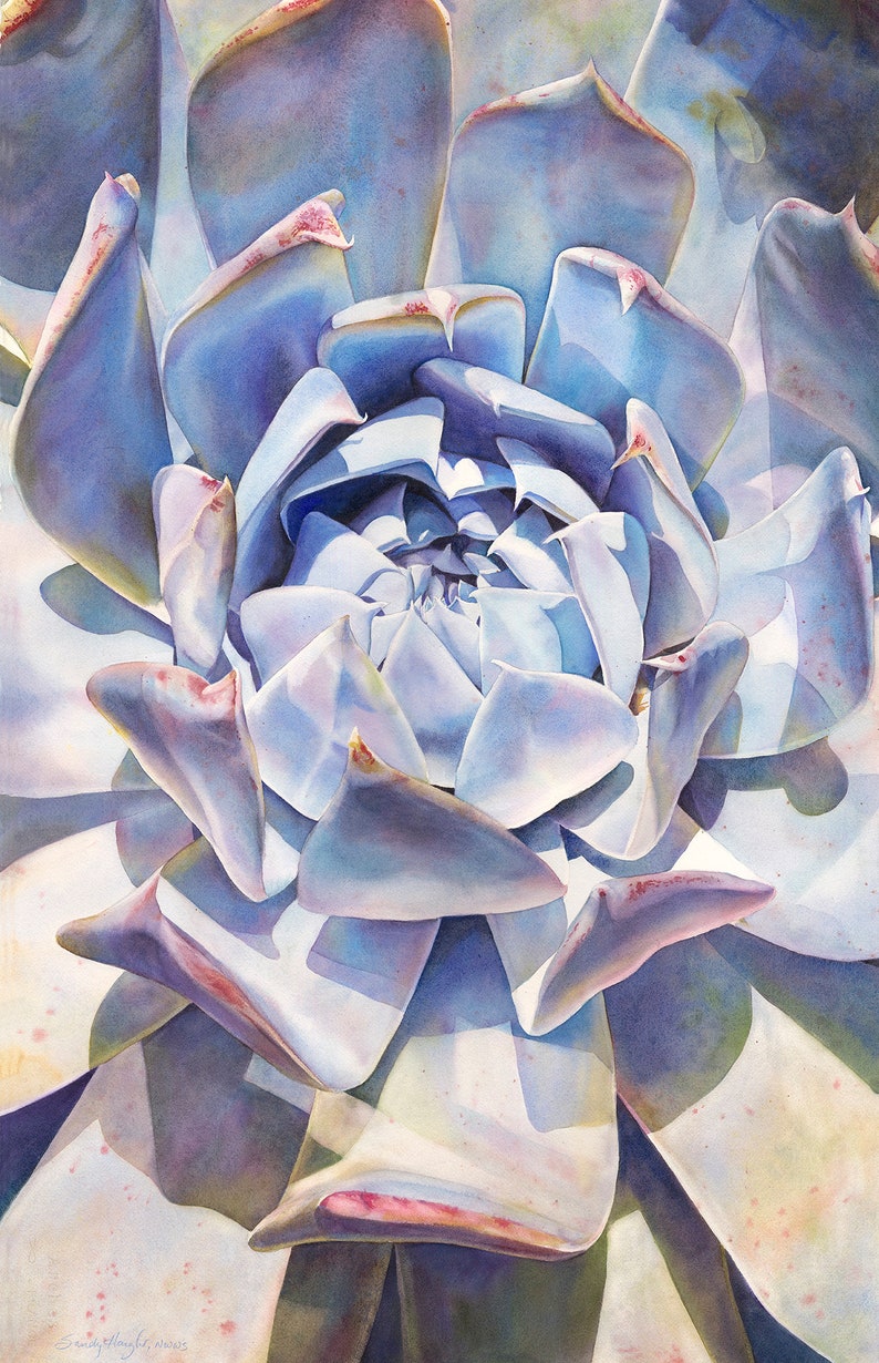 succulent blue echeveria interior design decor bloom flower,plant wall art Giclee print of watercolor painting garden unframed art