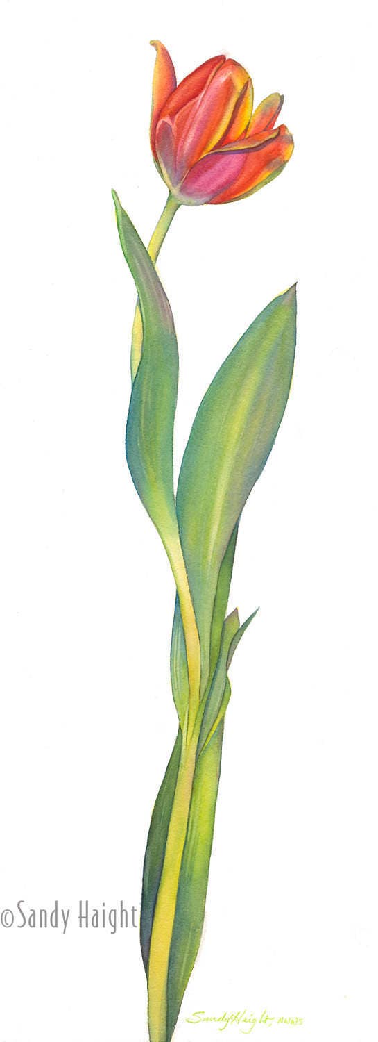 Original Botanical Watercolor Painting Frame Tulip Floral - Etsy