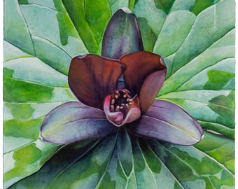 Original Watercolor Painting, trillium bloom, greens, purple, square art, wall art, meditative, symmetry, forest, botanical, unframed, life