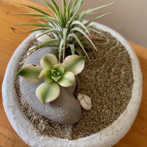 NEW! Zen Garden in Small Stone Bowl with Air Plant and Succulent