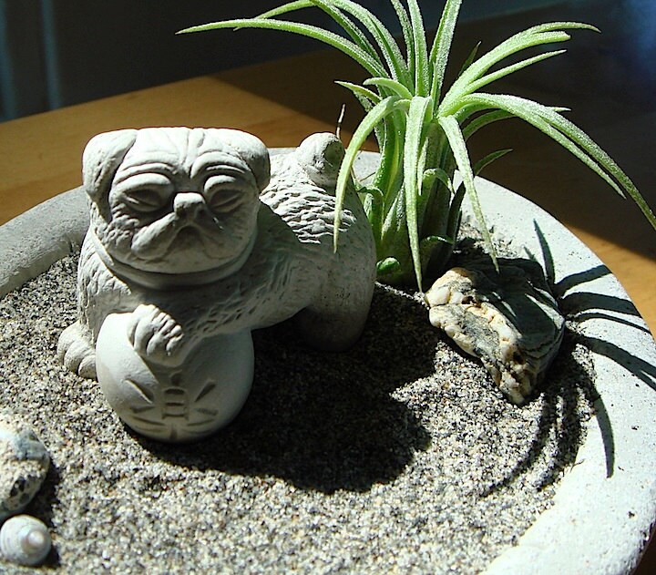 Lucky Pug Foo Dog Sculpture in Zen Garden Air Plant Terrarium Etsy