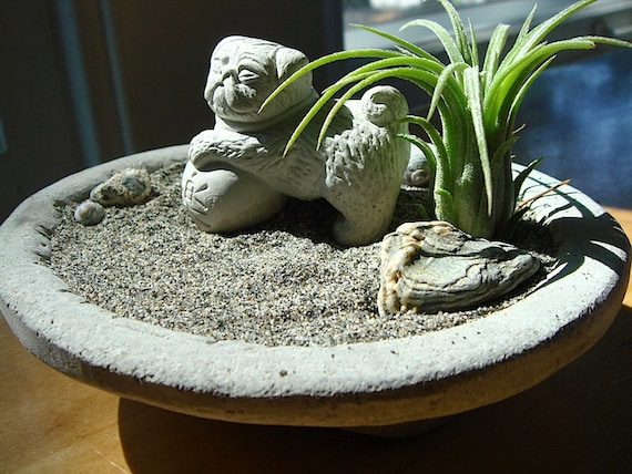 air plant harrisii Tillandsia harrisii