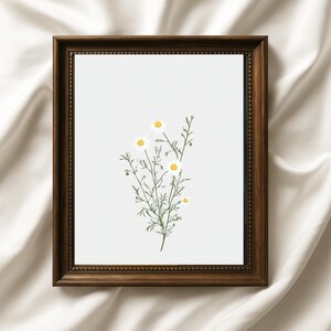 Chamomile Botanical Wall Art – Daisy Flower Print, Pastel Wildflower Poster, Digital Plant Illustration, Cottagecore Room Decor