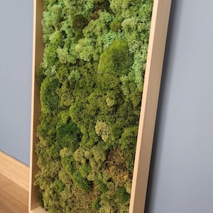 Cuadro de musgo preservado inspirado en el bosque