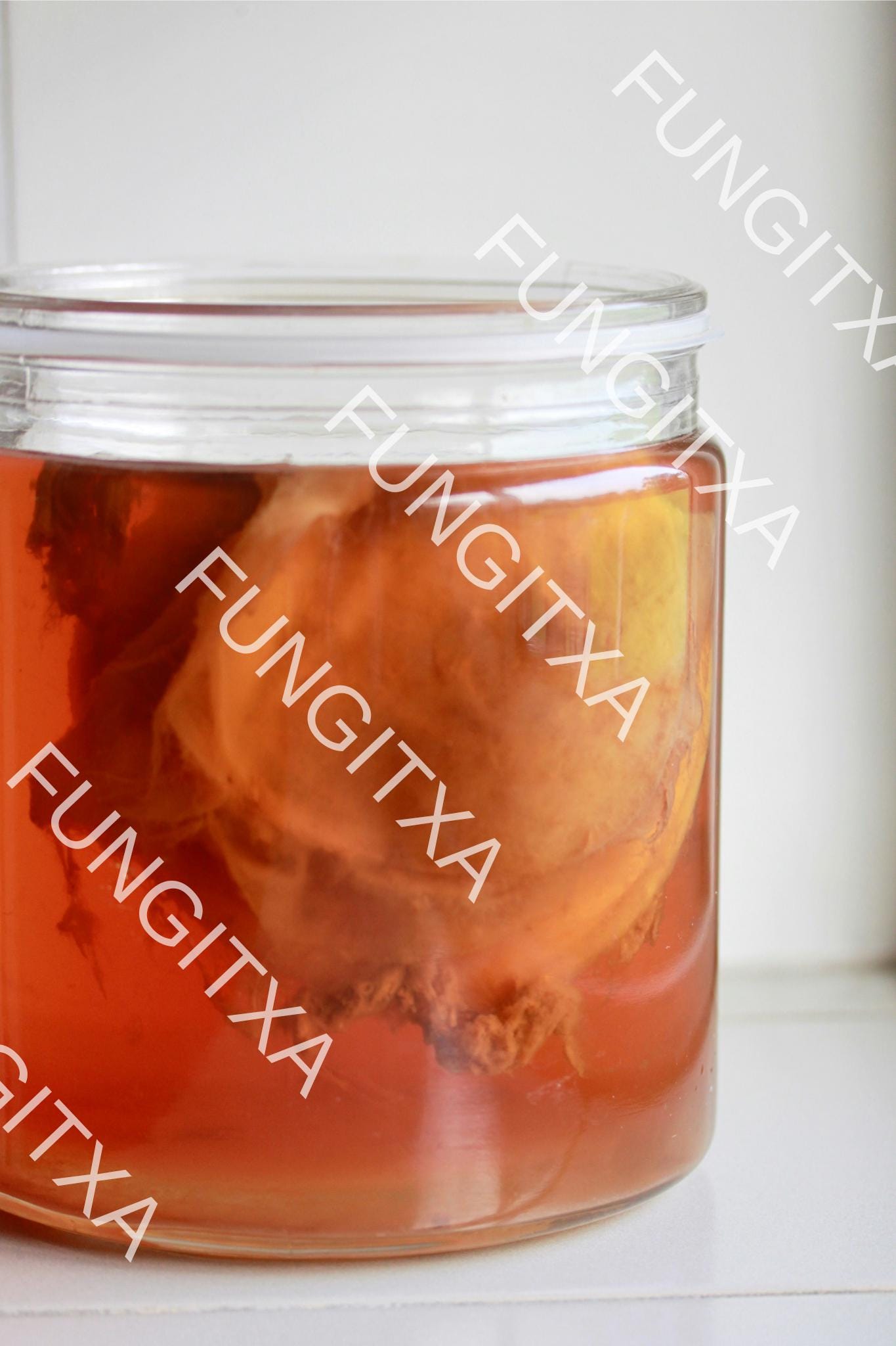 Organic Kombucha SCOBY + Free Starter + Free Brewing Instructions