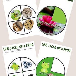 Ruedas giratorias del ciclo de vida y 4 pósteres gratuitos / Rana, Pollo, Planta de frijol, Mariposa / Realista e ilustrativo / UTW / Actividad científica