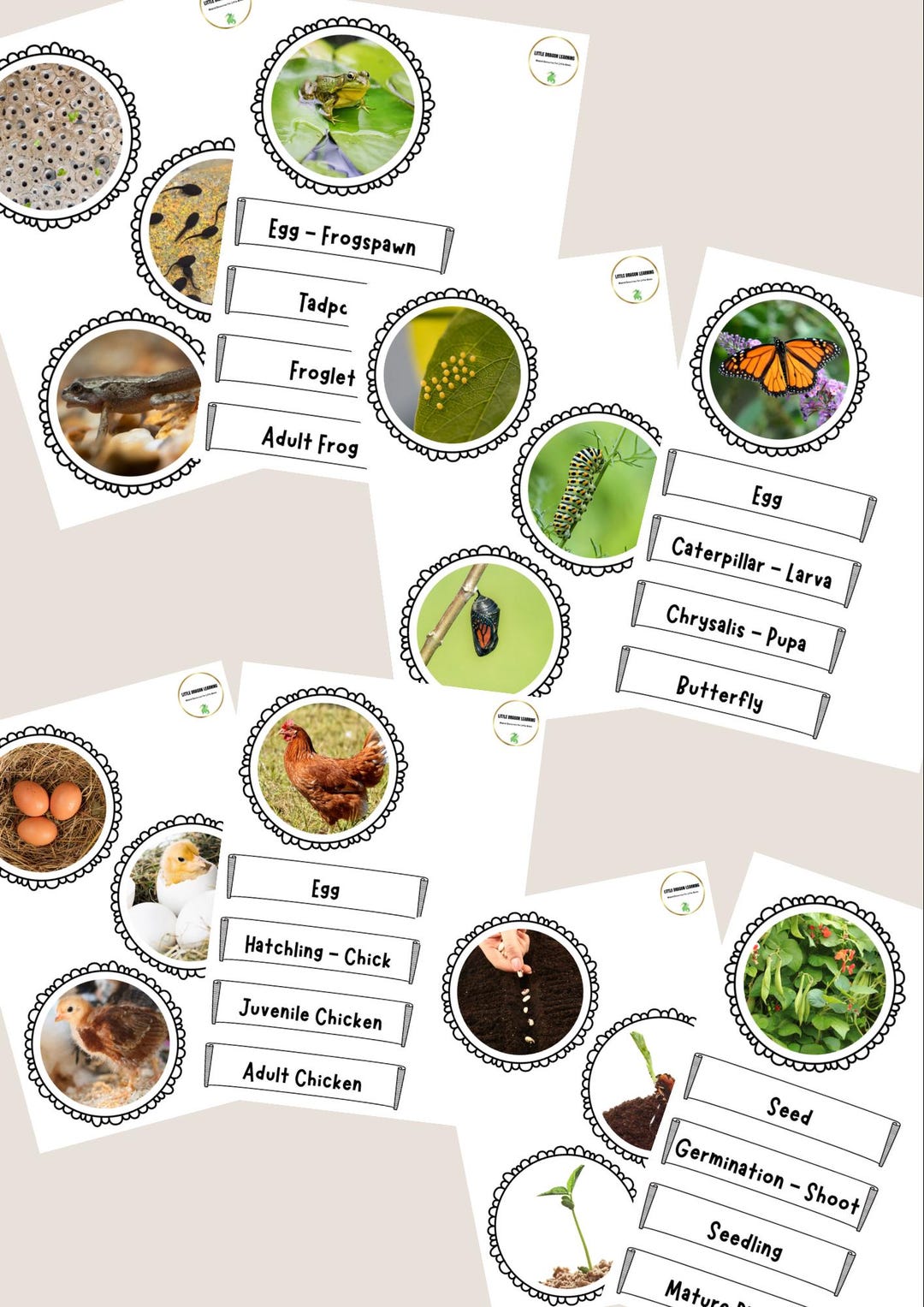 Sorting Life Cycle Life Cycle Sorting Cards/activity With Labels – Realistic Images | Frog ...