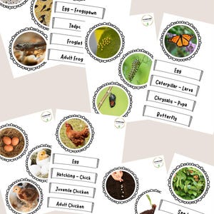 Tarjetas de clasificación del ciclo de vida/Actividad con etiquetas: Imágenes realistas / Rana, Pollo, Frijol, Mariposa / Área de ciencias o exhibición / UTW